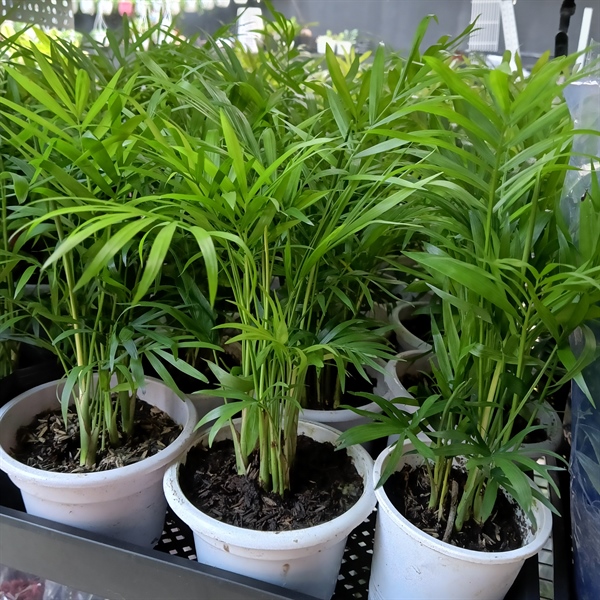 CÂY CAU TIỂU TRĂM MINI