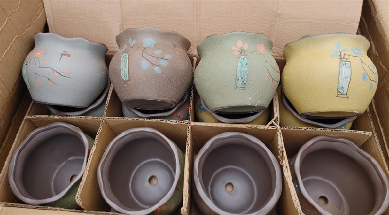 CHẬU BÈO NHÁM HOA ĐÀO 8,5CM X 10CM