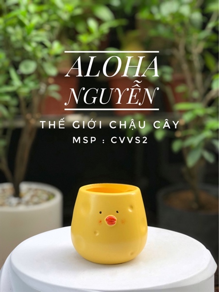 CHẬU VỊT VÀNG (THÙNG 96)