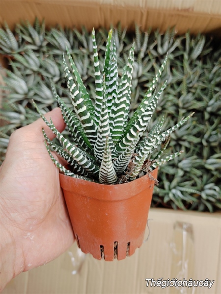 CÂY MÓNG RỒNG LỚN (THÙNG 54 CÂY)