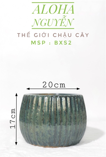 CHẬU BÍ XANH