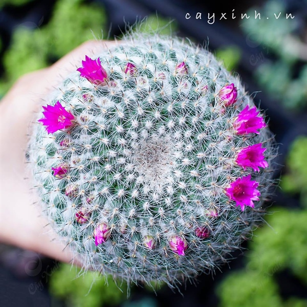 XƯƠNG RỒNG BÁNH SINH NHẬT (THÙNG 35 CÂY)