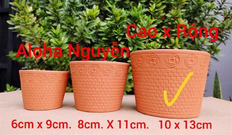 CHẬU VÓT ĐỒNG TIỀN