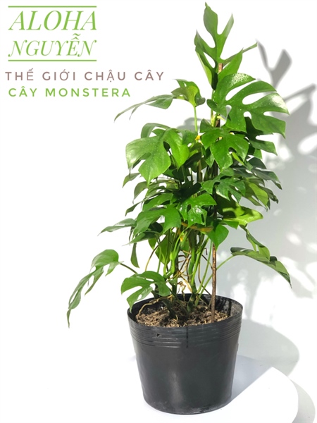CÂY MONSTERA (TRẦU BÀ LÁ XẺ LÁ MINI )