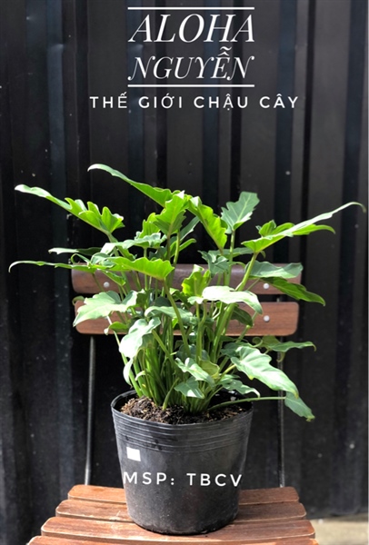 CÂY TRẦU BÀ CHÂN VỊT