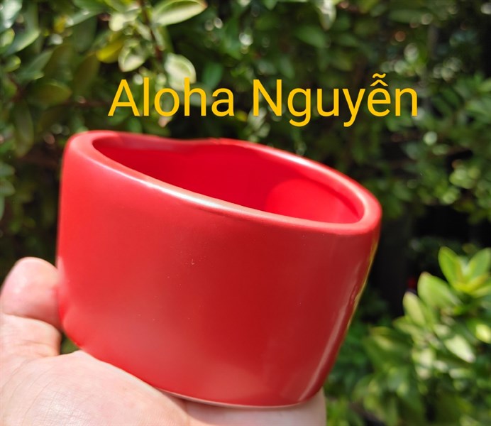 CHẬU TRÁI TIM MEN