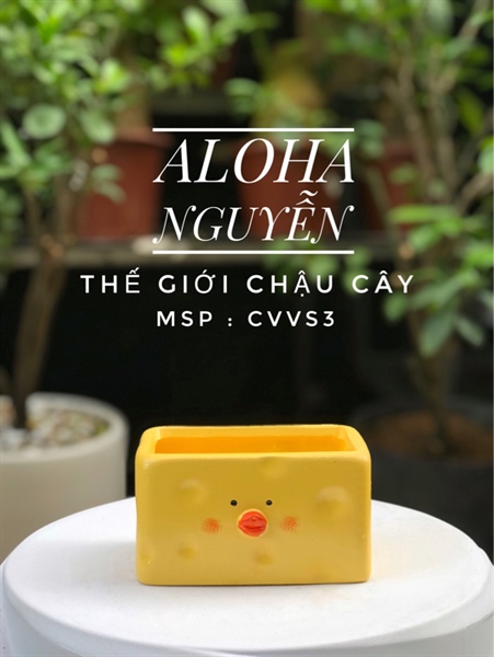 CHẬU VỊT VÀNG (THÙNG 96)