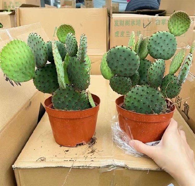 CÂY XƯƠNG RỒNG TAI VOI LỚN