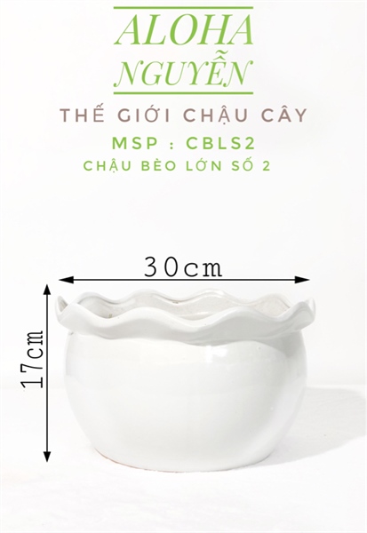 CHẬU BÈO LỚN