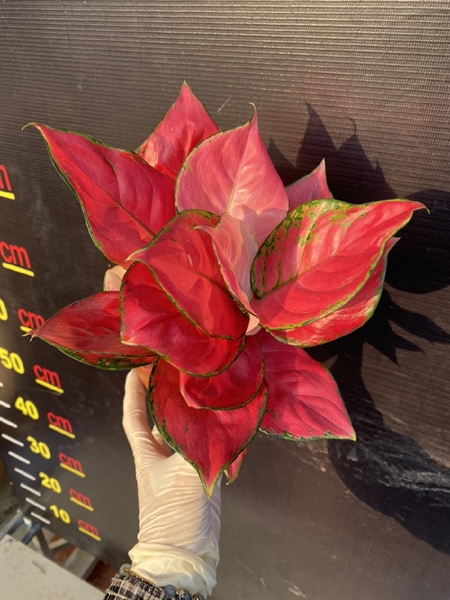 CÂY HỒNG LỘC BỤI (THÙNG 25 CÂY)