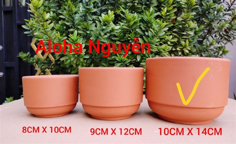 CHẬU TRỤ RỜ ĐẤT NUNG