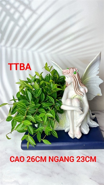 COMBO CHẬU CÂY THIÊN THẦN BÌNH AN LỚN