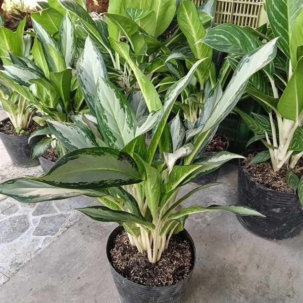 CÂY GIỮ TIỀN
