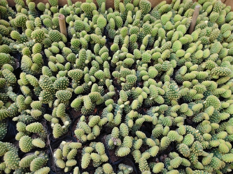 XƯƠNG RỒNG TAI THỎ NHỎ ( THÙNG 117 CÂY)