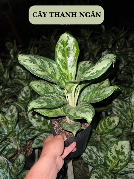 CÂY THANH NGÂN