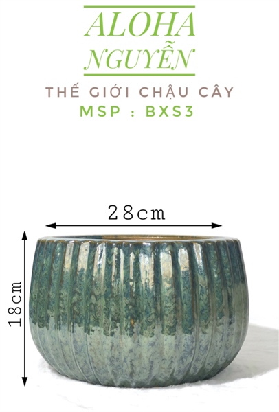 CHẬU BÍ XANH