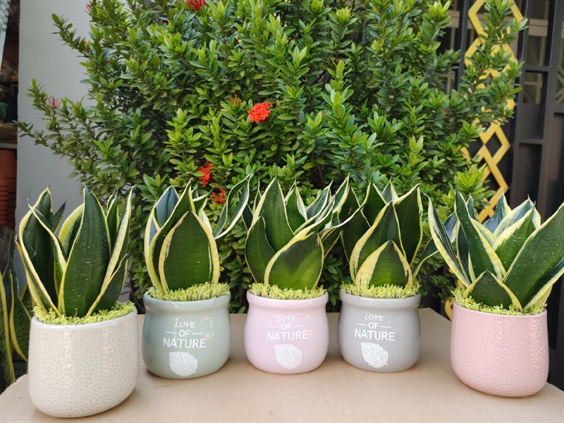 CHẬU LƯỠI HỖ THÀNH PHẨM (THÙNG 24 CÂY)