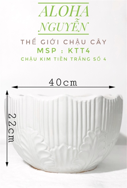 CHẬU KIM TIỀN TRẮNG