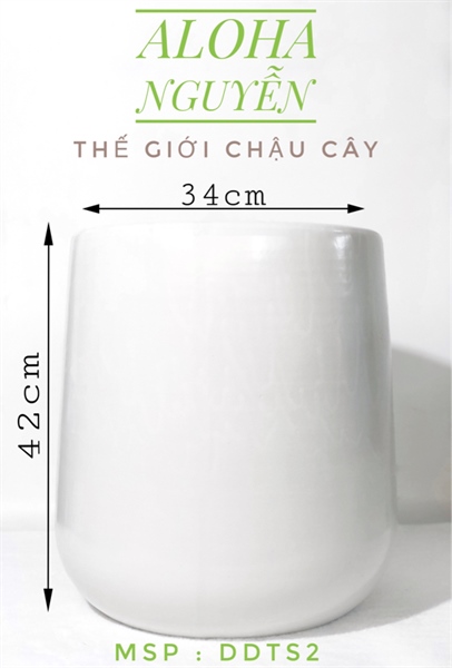 CHẬU ĐU ĐỦ TRẮNG