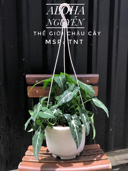 CÂY TRẦU BÀ NHUNG LỚN TREO