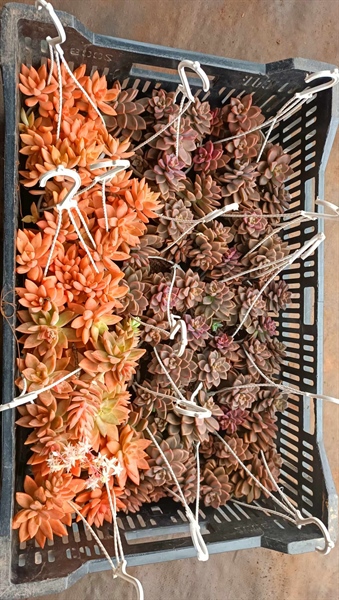 SEN ĐÁ CHẬU TREO CÁC LOẠI