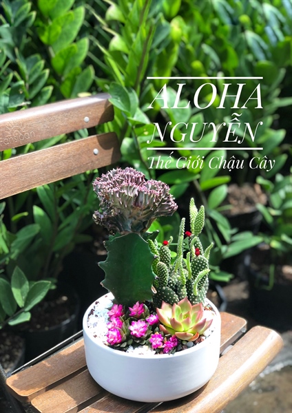 TRỤ BẸT S3 MIX VLTT