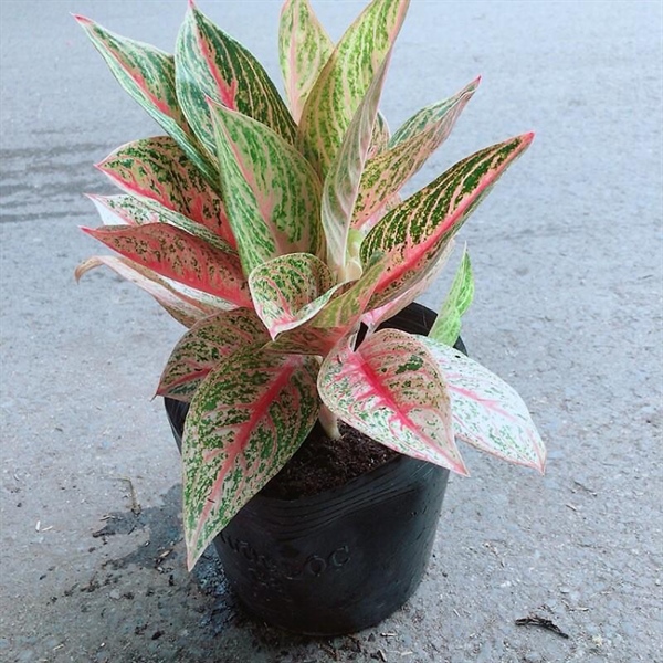 CÂY THỊNH VƯỢNG 3 THÂN