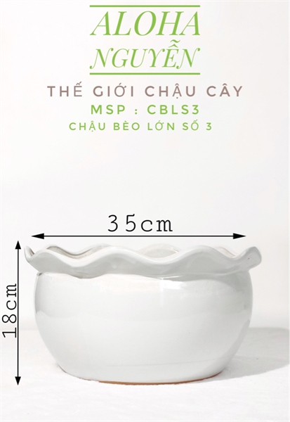 CHẬU BÈO LỚN