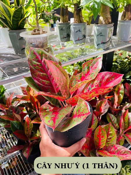 CÂY NHƯ Ý (1 THÂN)