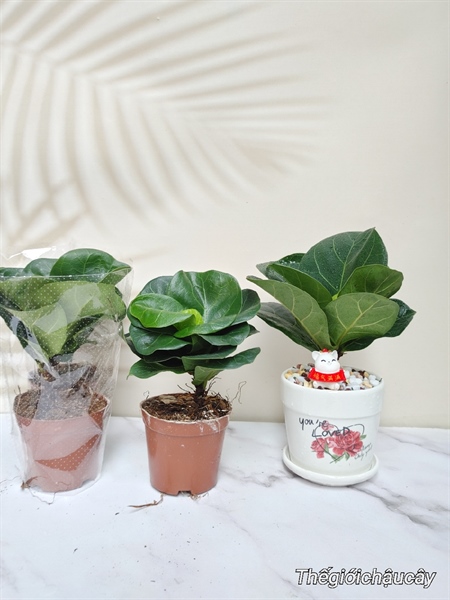 CÂY BÀNG SING MINI (THÙNG 48 CÂY)