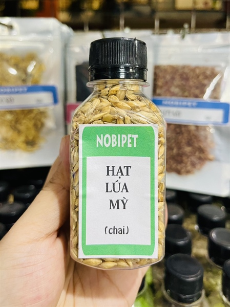 Hạt Lúa Mỳ Vàng Dinh Dưỡng