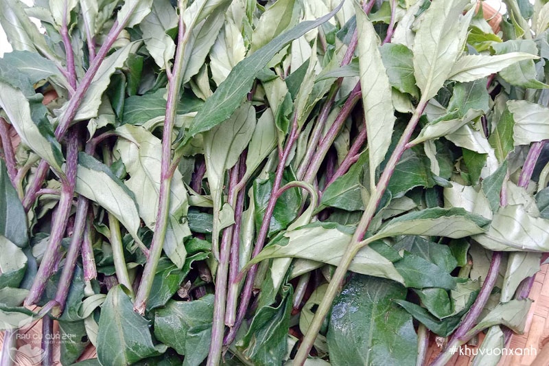 RAU RỪNG - RAU BẦU ĐẤT (KG) - ATOCO