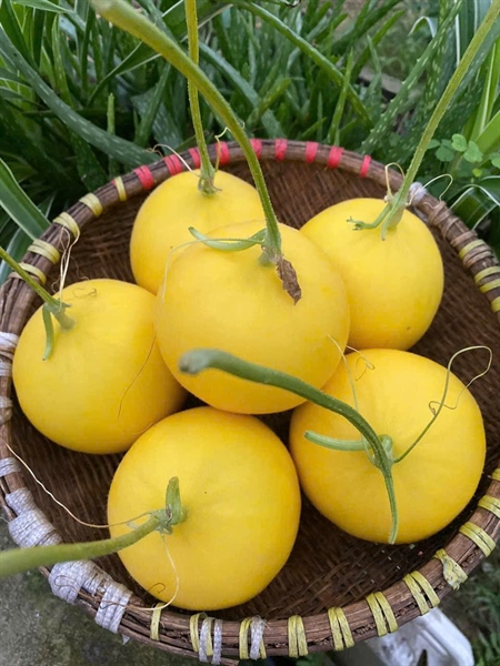 Dưa kim hoàng hậu