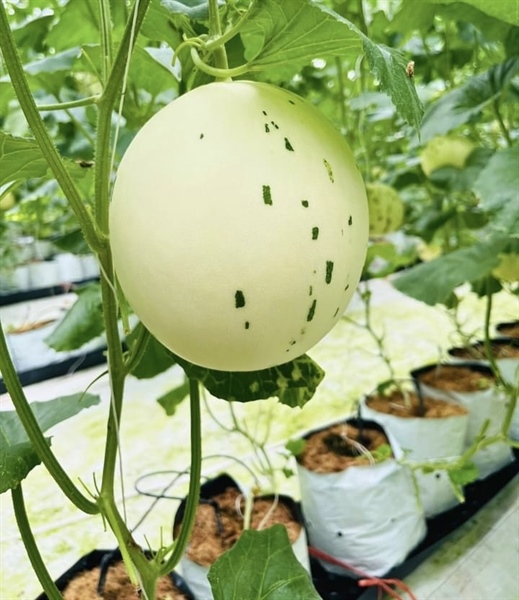 Dưa sữa - Dưa sữa khủng long