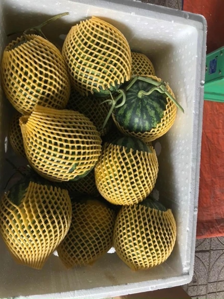 Dưa Hấu Sọc Mỹ HuKa