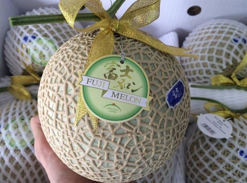 Dưa Lưới Fuji Melon-Nhật