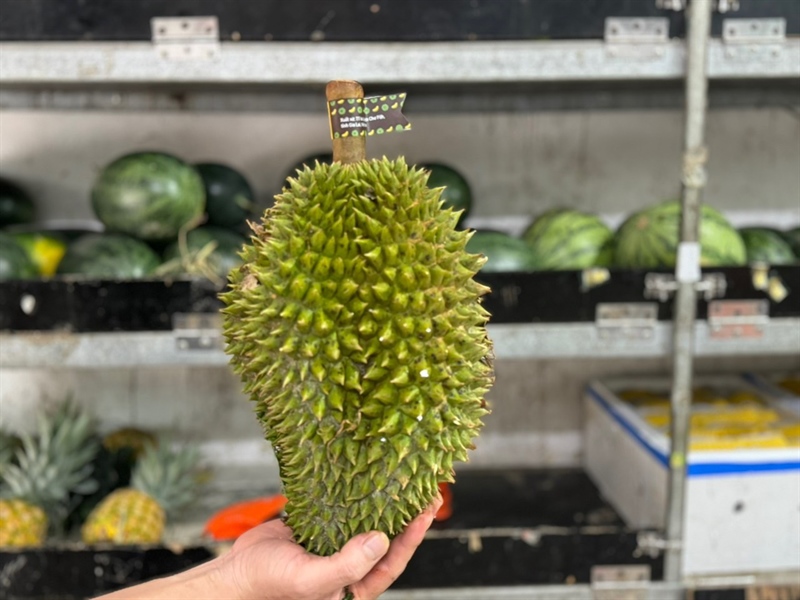 Sầu Riêng Rụng Sachiru