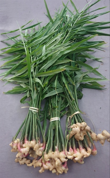 Củ Gừng Tươi