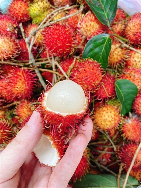 Chôm Chôm Nhãn (Bay)