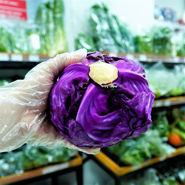 Bắp Cải Tím -Đà Lạt