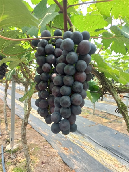 Nho Hạ Đen