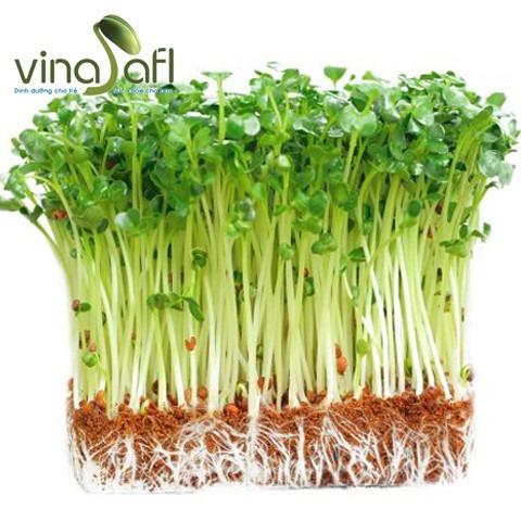 Mầm Cải Củ Trắng 150G