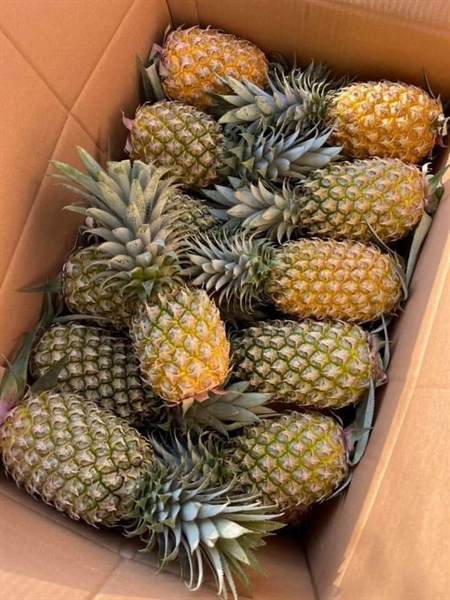 Quả Dứa Queen - Nghệ An