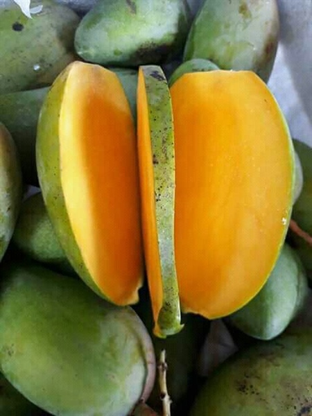 Xoài Hạt Lép An Giang