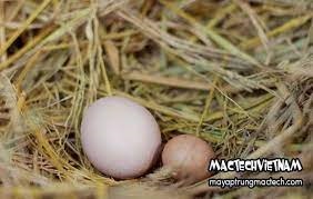 Trứng Gà Con So