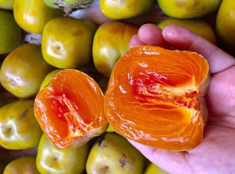 Hồng Da Tre - Thái Nguyên