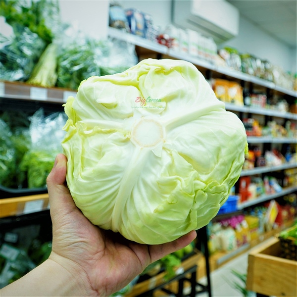 Bắp Cải Trắng Mộc Châu