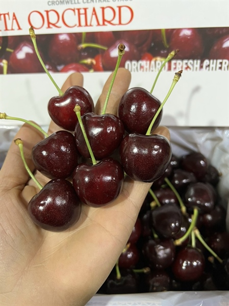Quả Cherry