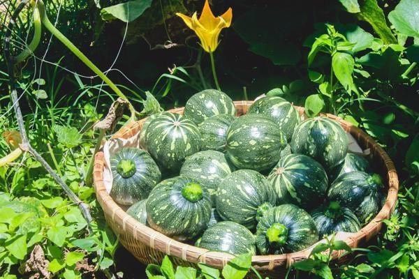 Bí Non Nhật - Đà Lạt