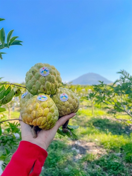 Na Núi Bà Đen Tây Ninh